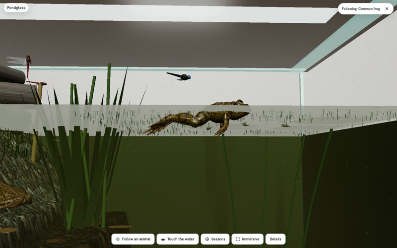 A common frog floating at the surface of a garden pond, seen from just below the waterline, with reeds and a dragonfly nymph nearby.